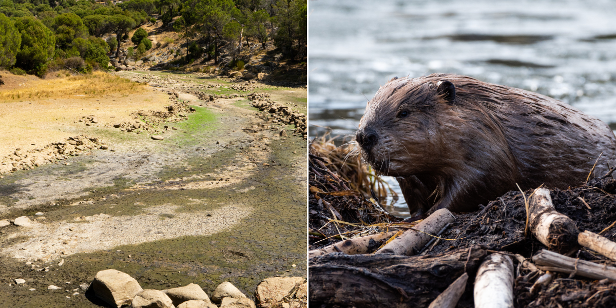 Beavers were brought to the desert to save a dying river. 6 years later, here are the results.