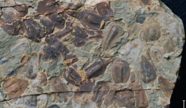 New fossils from Earth's most famous extinction show climate tipping point was crossed