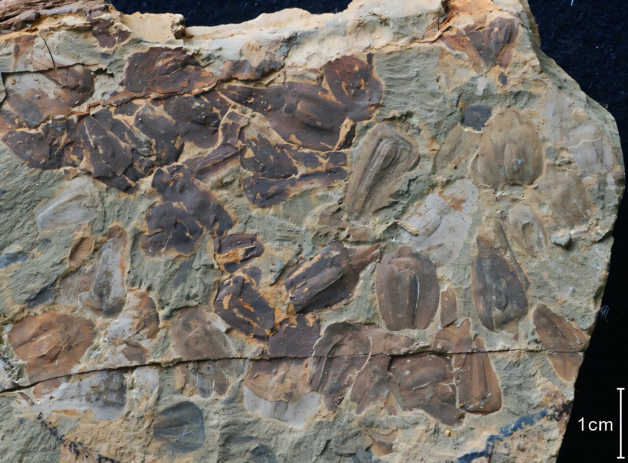 New fossils from Earth's most famous extinction show climate tipping point was crossed