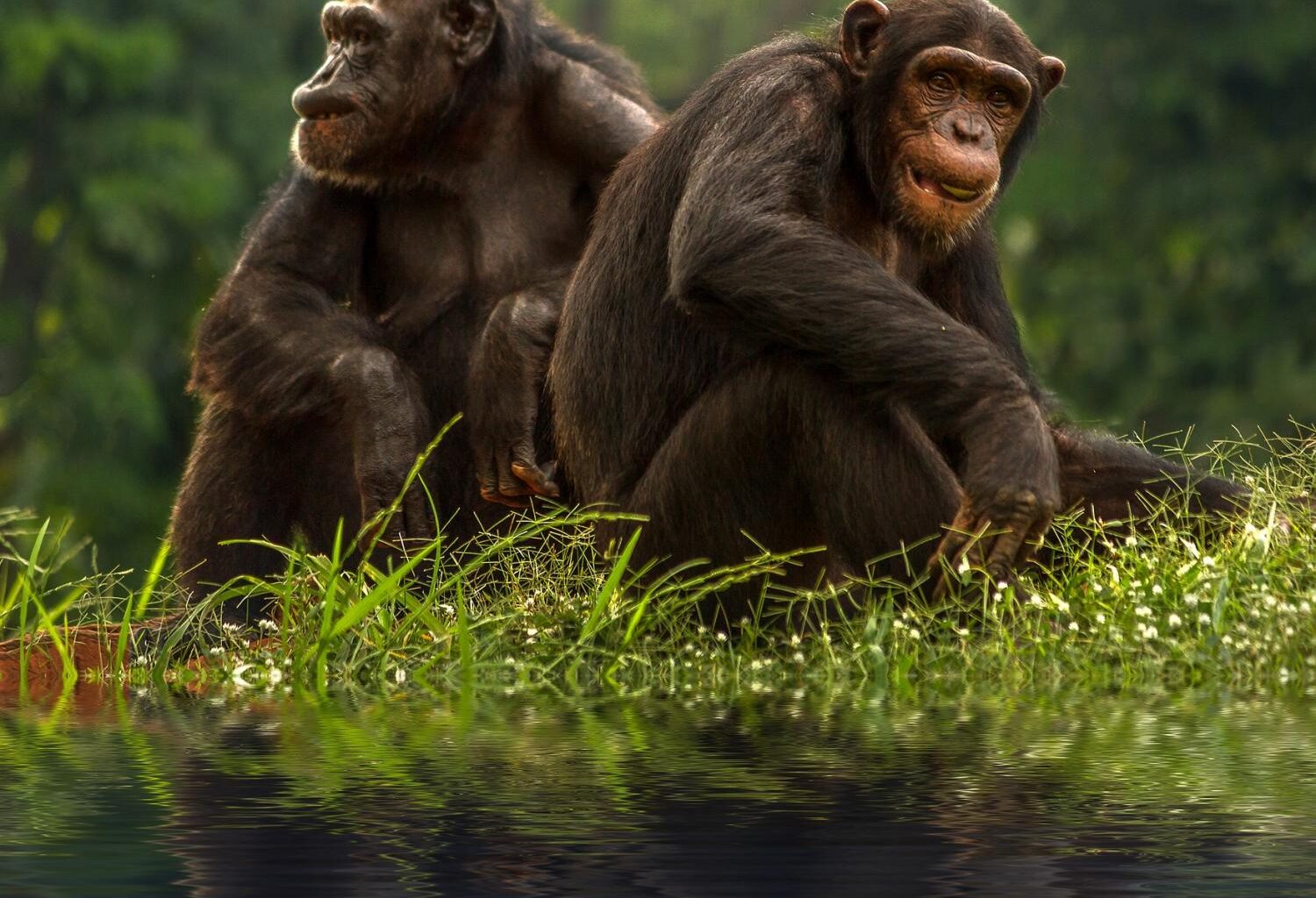 A single genetic mutation may have made humans more vulnerable to cancer than chimpanzees