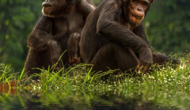 A single genetic mutation may have made humans more vulnerable to cancer than chimpanzees