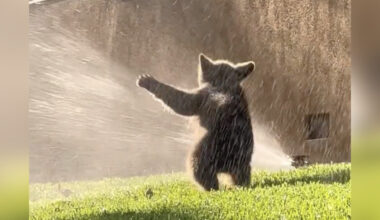 Wild Baby Caught On Video Playing In Sprinklers On A Hot Summer Day