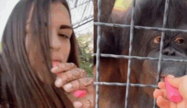 Watch: Viral video shows Russian boxer giving e-cigarette to orangutan; sparks public outrage