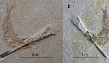 Jurassic fish choked to death on squid-like cephalopods, fossil study reveals
