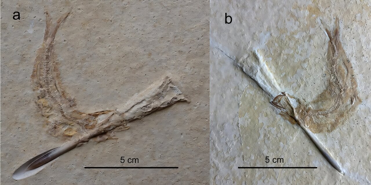 Jurassic fish choked to death on squid-like cephalopods, fossil study reveals
