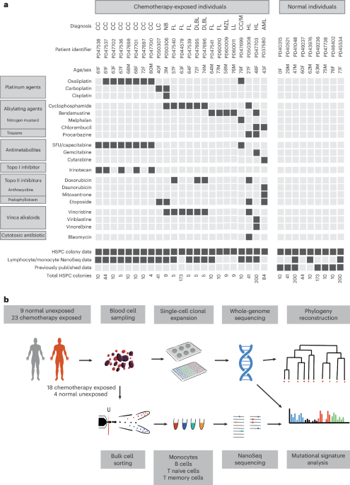 The long-term effects of chemotherapy on normal blood cells