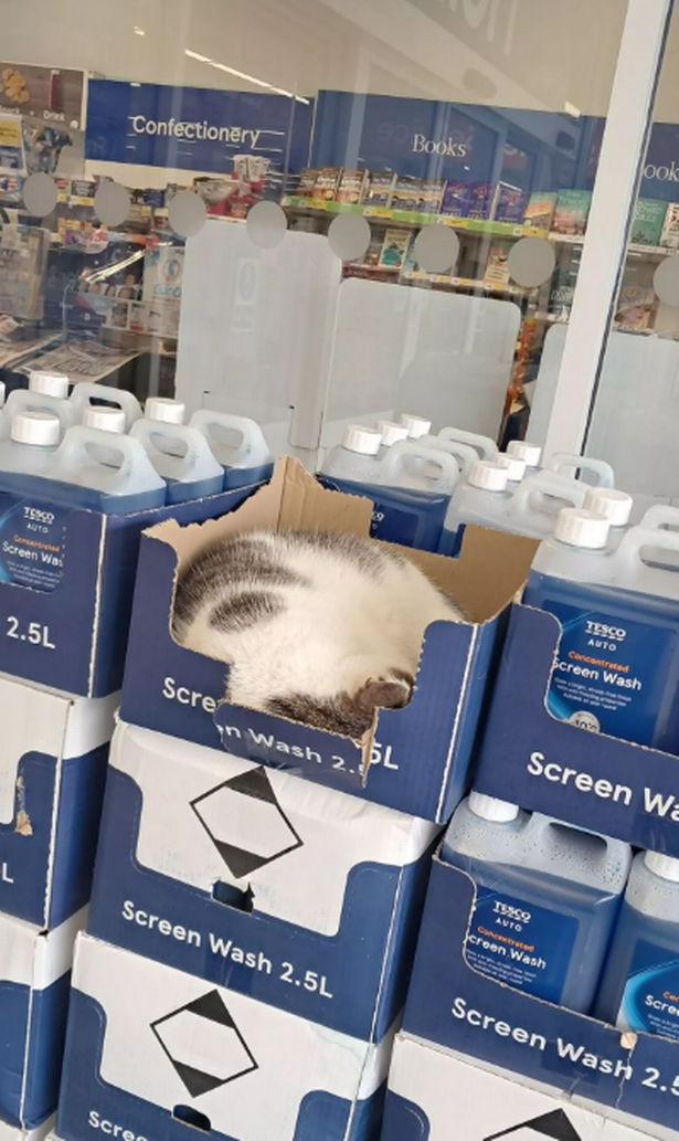 Ra having a nap in Tesco 