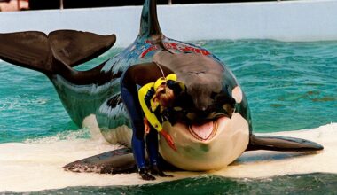 What really killed Lolita? World’s loneliest whale died weeks after millionaire’s pledge to help free orca after 50years