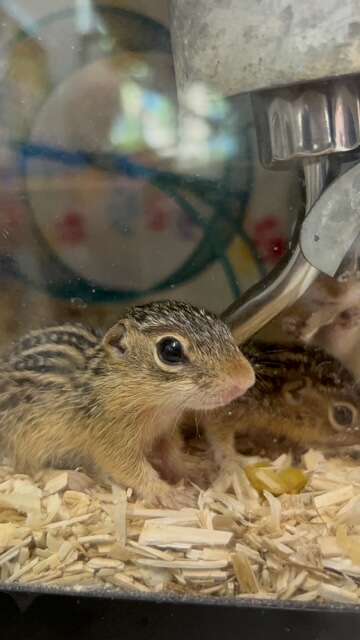 thirteen-lined ground squirrels