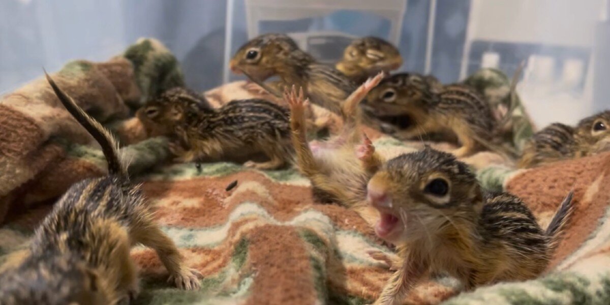 Rescued Baby Squirrels 'Freeze' Every Time Someone Walks In The Room