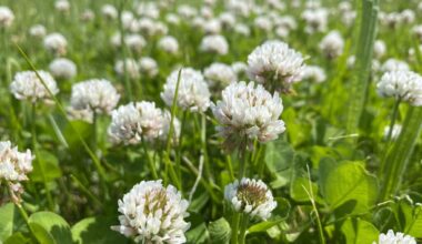 Global study reveals clover’s genetic secrets