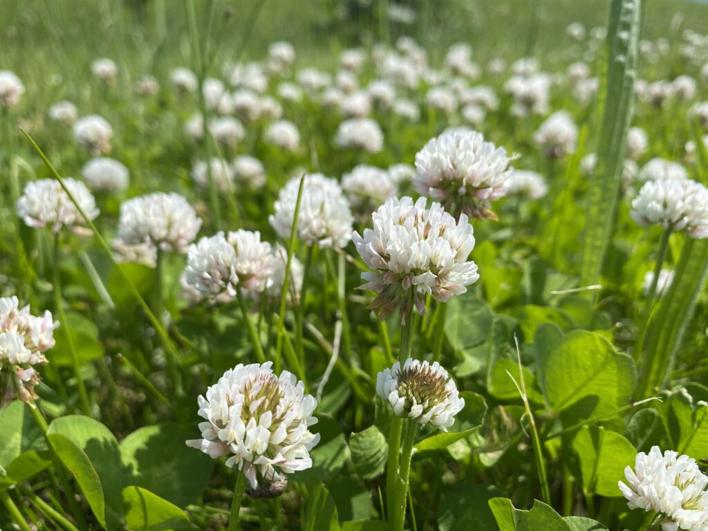 Global study reveals clover’s genetic secrets