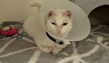 Cat found sheltering in garden has ears removed after severe sun damage