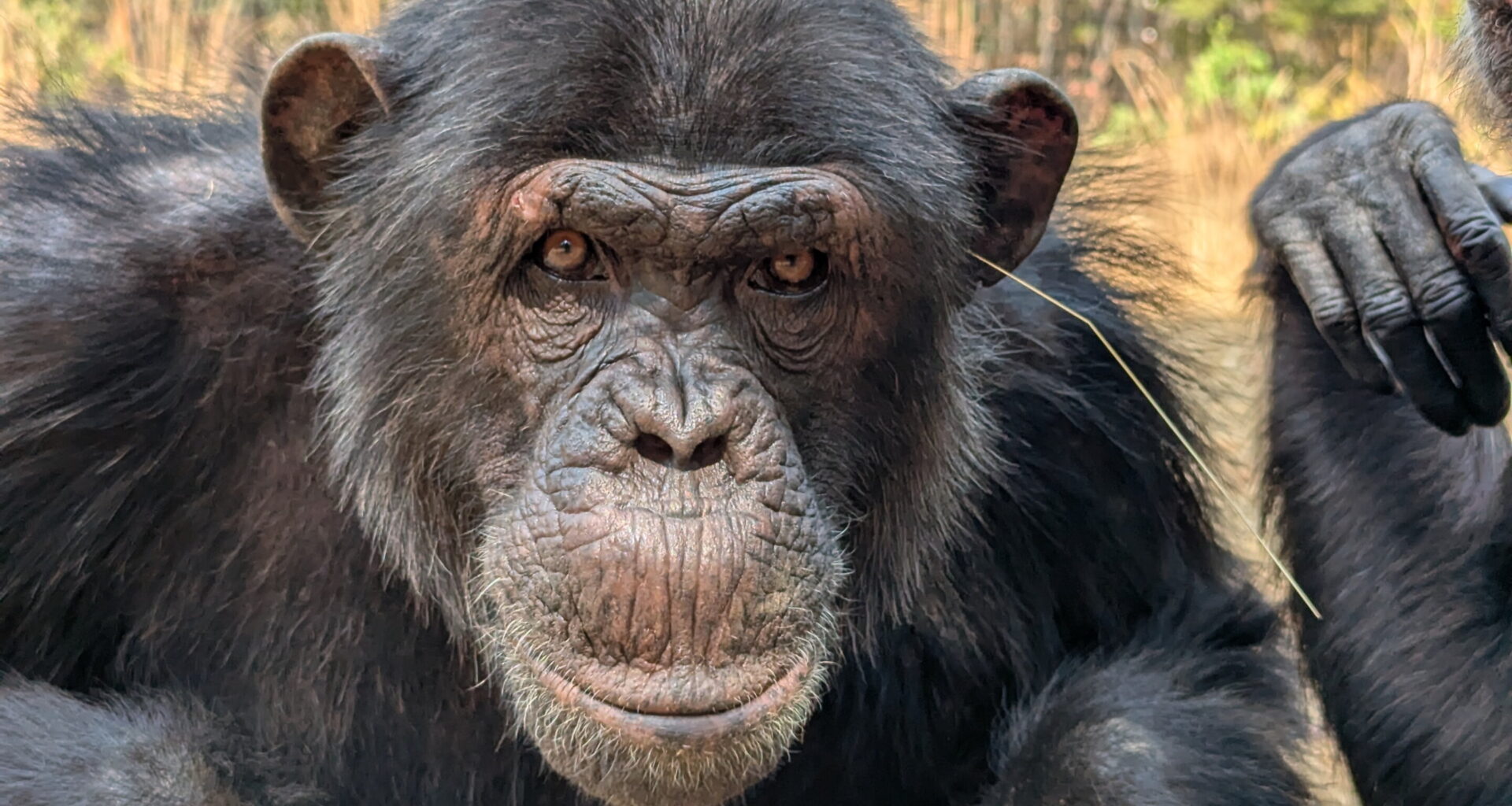 A pointless fashion trend or something else? Chimpanzees wear blades of grass in their ears and rears