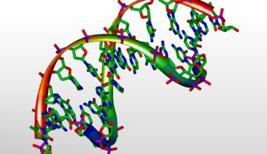 Scientists uncover hidden rule in DNA transcription