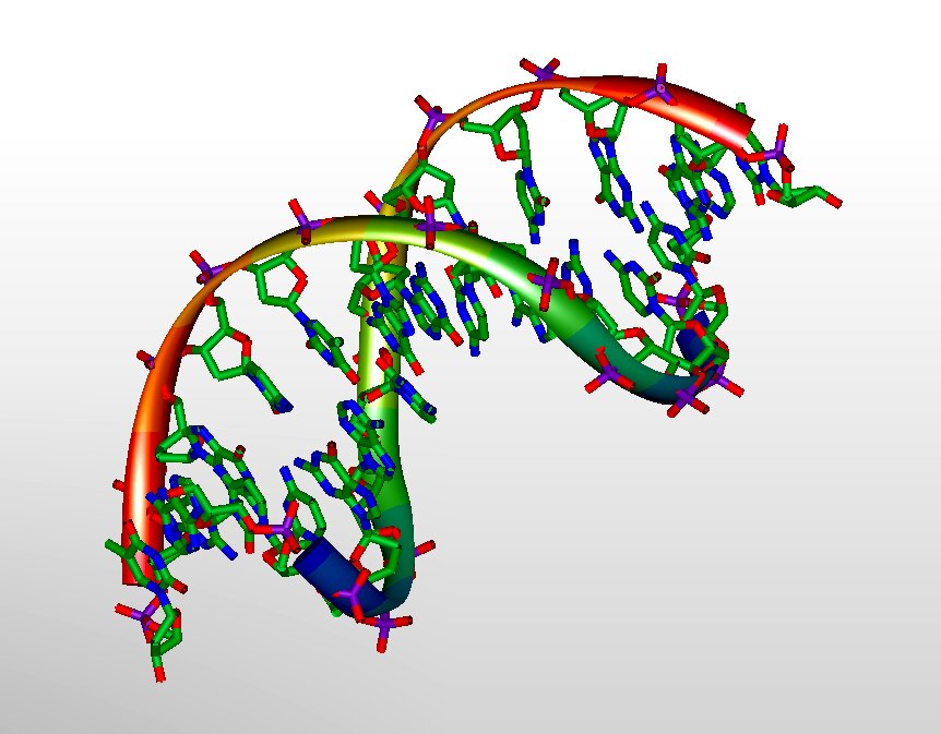 Scientists uncover hidden rule in DNA transcription