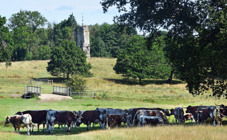 The Architecture of Rewilding: Designing for Ecosystem Recovery - Image 56 of 73