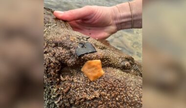 Woman Finds Orange Blob On A Rock — And Realizes It’s An Extremely Rare Animal