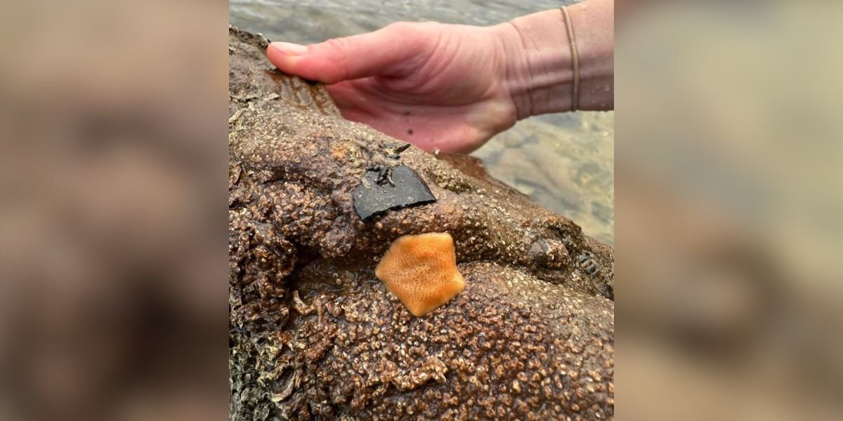 Woman Finds Orange Blob On A Rock — And Realizes It’s An Extremely Rare Animal