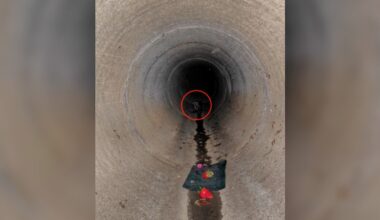 Woman Hears Cries Coming From Sewer And Finds A Baby Separated From His Family