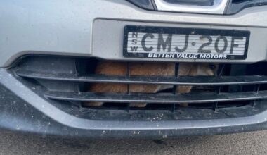 Guy In Parking Lot Sees Something Stuck Behind Car Grille — Then It Moves
