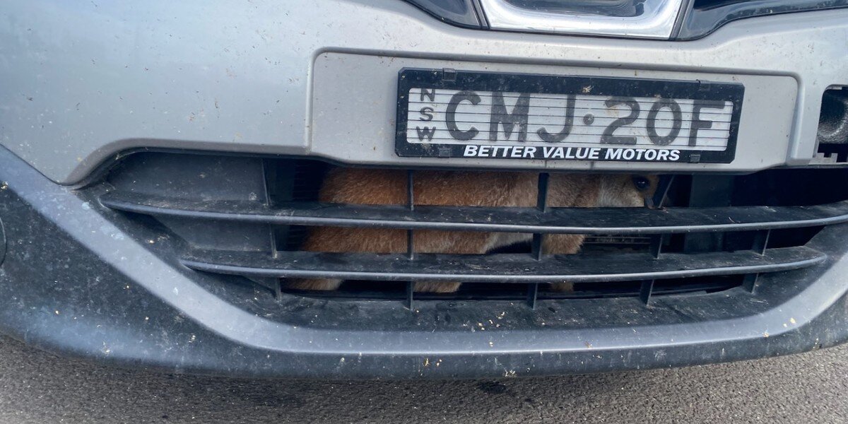 Guy In Parking Lot Sees Something Stuck Behind Car Grille — Then It Moves