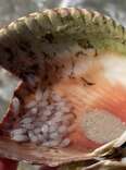 Woman Finds Shell Full Of ‘Bubbles’ — Then Realizes They're About To Hatch