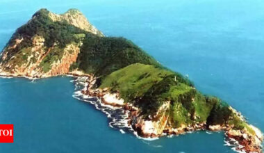 Snake Island is the deadliest place on Earth: 4,000 vipers, one per square metre, and zero tourists allowed |