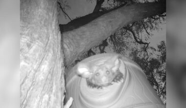 Adorable, Extremely Rare Animal Thrills Researchers When She Appears On Hidden Cam