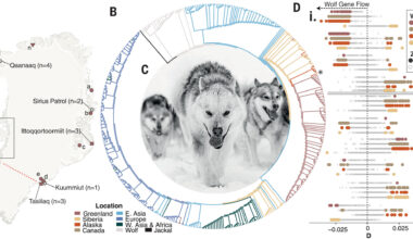 Sled dog genetic history sheds light on human migration patterns into Greenland