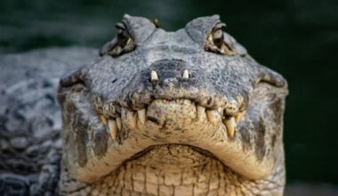 New breed of worm devours alligator in jaw-dropping experiment