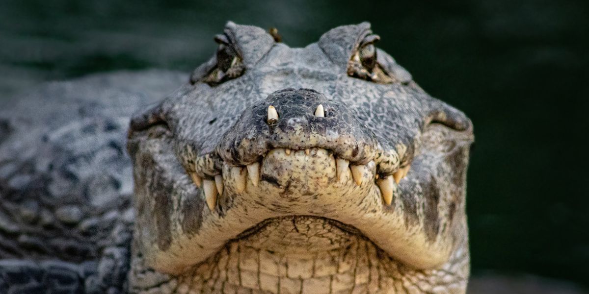 New breed of worm devours alligator in jaw-dropping experiment