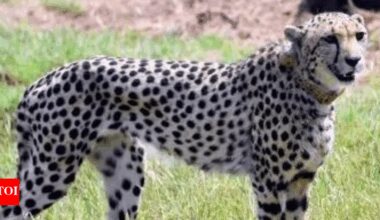 Female cheetah dies of injuries at Kuno | India News