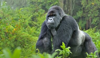 Again, gorilla sighted in Cross River community