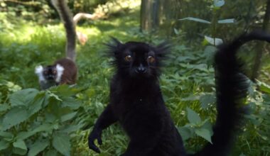 Alpha males are rare among our fellow primates: scientists