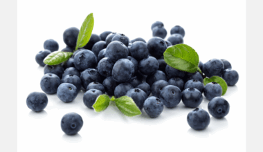 Characterizing SSR markers for genetic application in blueberries