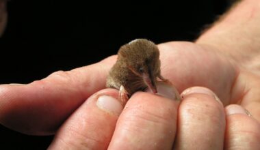 ‘Never-seen-before’ creature found in Brit's garden for the first time & it looks like a famous striped sweet