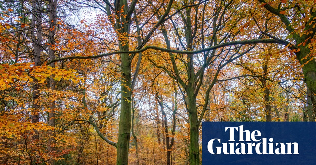 Britain’s forests need help to adapt to the changing climate | Trees and forests