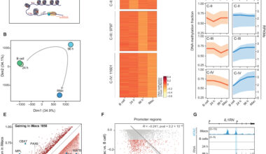 Study shows gene 'switches' can be edited to influence inflammation