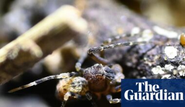 This Jurassic-era relic has survived 150 million years on Earth – now it’s one big fire from extinction | Kangaroo Island