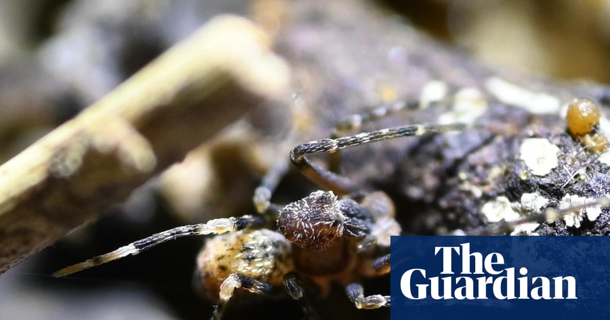 This Jurassic-era relic has survived 150 million years on Earth – now it’s one big fire from extinction | Kangaroo Island