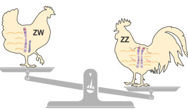 Tiny gene ensures survival of male birds