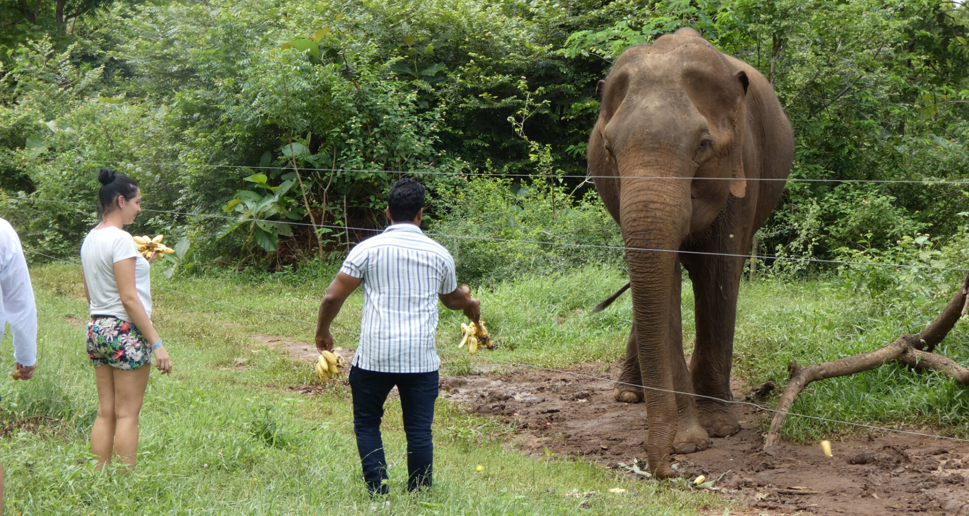 Researchers warn of risks tied to wildlife interactions