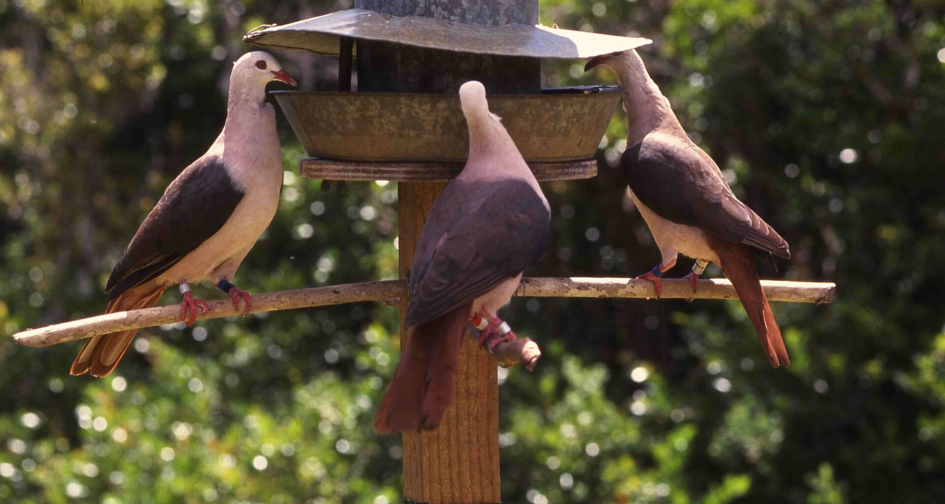 Gene editing offers transformative solution to saving endangered species
