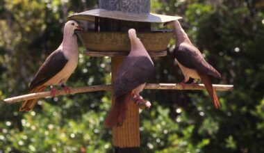 Gene editing offers transformative solution to saving endangered species