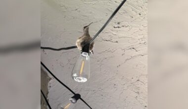 Woman Discovers An Adorable Family Living On Her Patio's String Lights