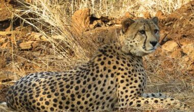 PM Modi Said India’s Namibian Cheetahs Say ‘Everything is Fine’. But Is It, Really?