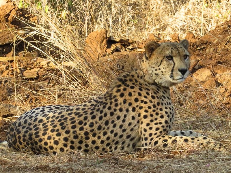 PM Modi Said India’s Namibian Cheetahs Say ‘Everything is Fine’. But Is It, Really?