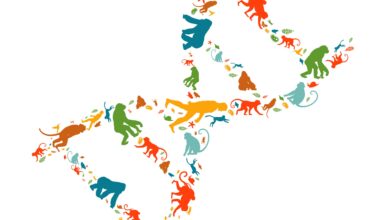 Study reveals hidden regulatory roles of 'junk' DNA