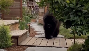 Neighbors Saw A 'Bear' In Her Yard — Then They Realized The Adorable Truth